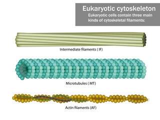 Three Eukaryotic cells cytoskeletal filaments microfilaments, microtubules, and intermediate filaments.