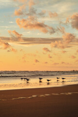 sunset on the beach with seagulls watching sun setting down