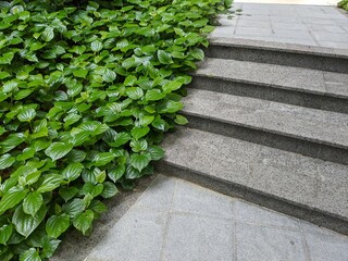steps in the garden