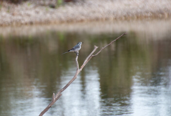 heron on a branch river