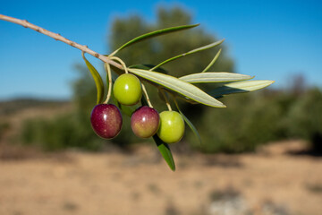 Aceitunas madurando en el olivar