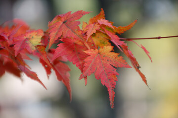 red autumn leaves with bokeh 