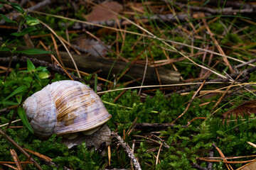 macro photo of a snail in the forest