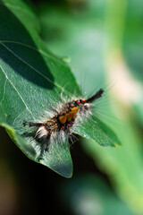 Furry caterpillar on a leaf in the forest