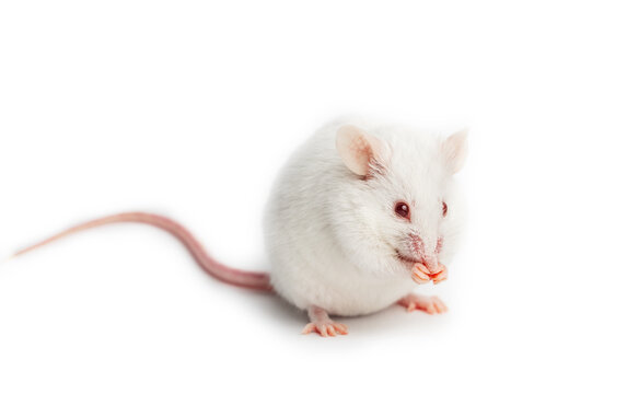 White laboratory mouse on a white background.