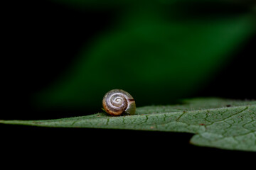 macro photo of a snail in the forest