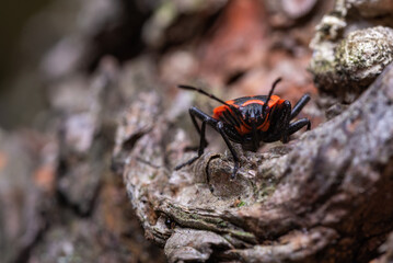 Macro photography of a red-black insect on a tree (Pyrrhocoris apterus)