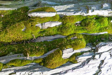 Green fresh moss on petrified white wood, Natural Wallpaper