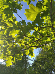 Green foliage protects the tree from the cold, even in summer