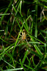 macro photo of a hunting spider in the grass