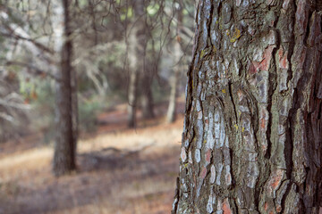 pine trunk bark located in a coniferous forest in Malaga. Spain