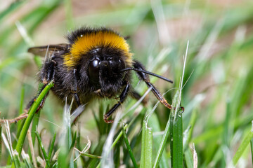 macro photo of a bee on a garden grass