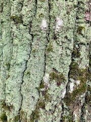 moss on the tree