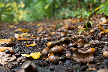 Eicheln im Herbstlaub