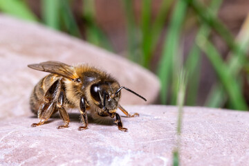 macro photo of a bee on a garden grass