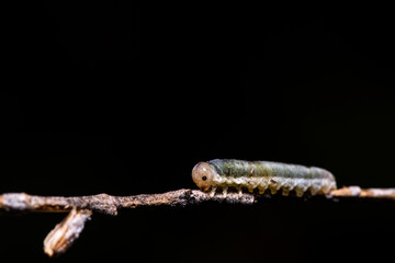 Dark macro photo of a caterpillar on a twig