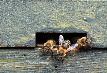 Bienen an einem Bienenstock