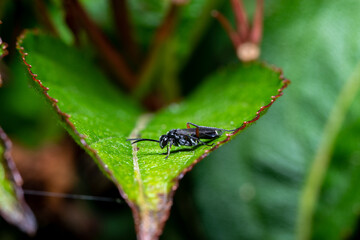 A macro photograph of a black flying insect sitting on a leaf