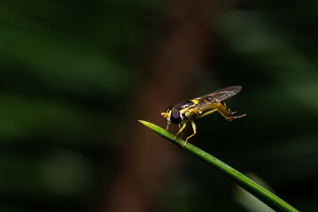 A macro photograph of a yellow fly on a blade of grass