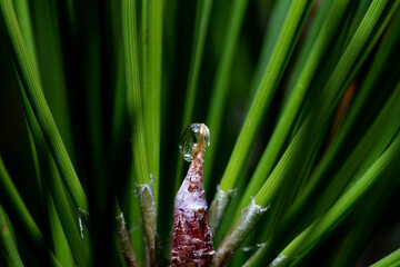 A macro photograph of a water drop on a coniferous branch