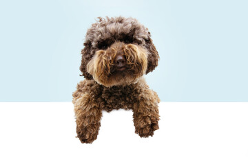 Funny poodle dog puppy hanging paws on blank. Isolated on blue colored background.
