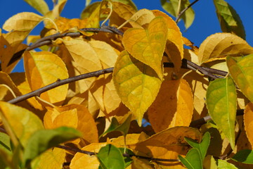 Yellow autumn leaves in bright sunshine, Natural Fall Wallpaper