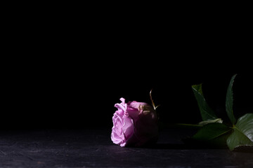 Dark photography of a purple rose