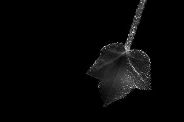 black and white macro photo of a leaf on a black background