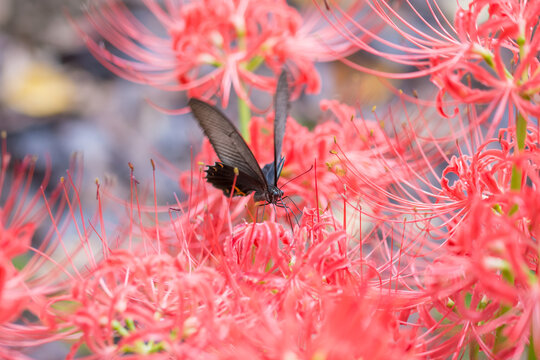 111 Best 黒揚羽 Images Stock Photos Vectors Adobe Stock