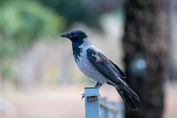 crow on a fence with bokeh