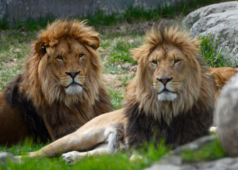 Naklejka na ściany i meble Two young, African lion brothers in their zoo habitat.