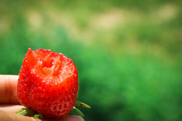 Fresh ripe bitten strawberries on the palm of a girl.
