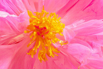 close up of pink flower