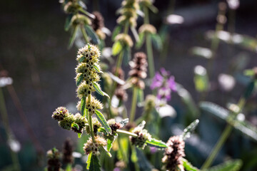 macro shot of Stachys Trevisan plant in herb garden