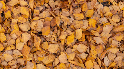 autumn leaves background