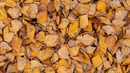 autumn leaves on the ground