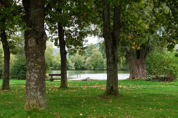 tree in the park