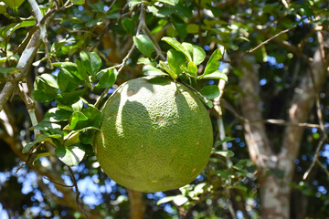 A large round green pomelo fruit hanging on its tree. It has a sweet and sour taste and can be stored for a long time. Thai people can grow this plant all over the provinces.