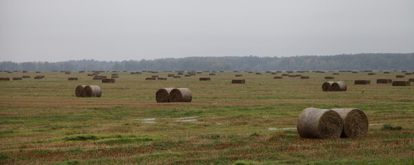 Rolled bale hay stacks on yellow field with forest stripe on horizon on gray sky background, harvesting in Europe at autumn day, rural farm wide landscape