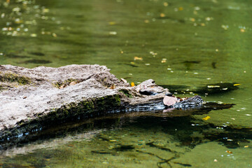 モスマンの清流
