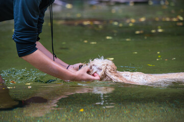 清流で泳ぐ子犬