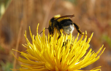 Abeja de recoleccion. Collecting bee