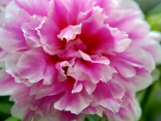 Portulaca flower with a natural background. Indonesian call it krokot