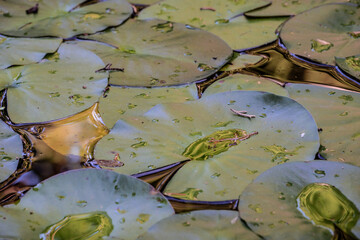 water lilly leafs covering pond with reflection of light in lotus water drops