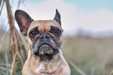 Portrait of fawn colored French Bulldog dog with sad eyes on blurry natural background with copy space