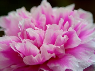 Portulaca flower with a natural background. Indonesian call it krokot