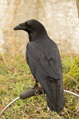 Rare falconry bird the Raven, Corvus corax, looking magnificent on perch