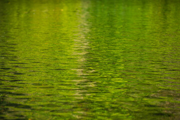 Fototapeta premium 素材 緑の反射 