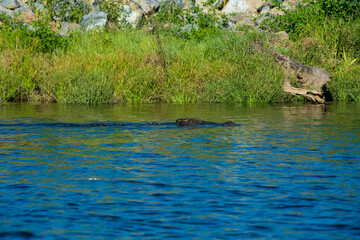 Fototapeta premium 野生のワニ