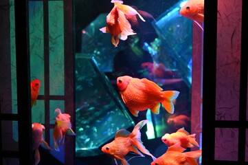 障子のある和風の水槽の中で泳ぐ日本の可愛い金魚達とライトアップ Animal Wall Mural Anim Satou Y1
